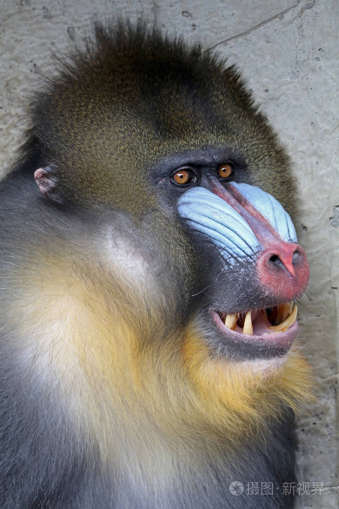 山魈性质的照片