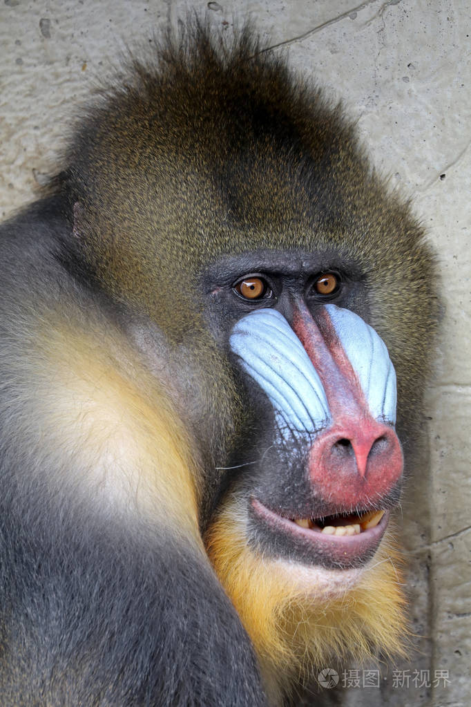 山魈性质的照片