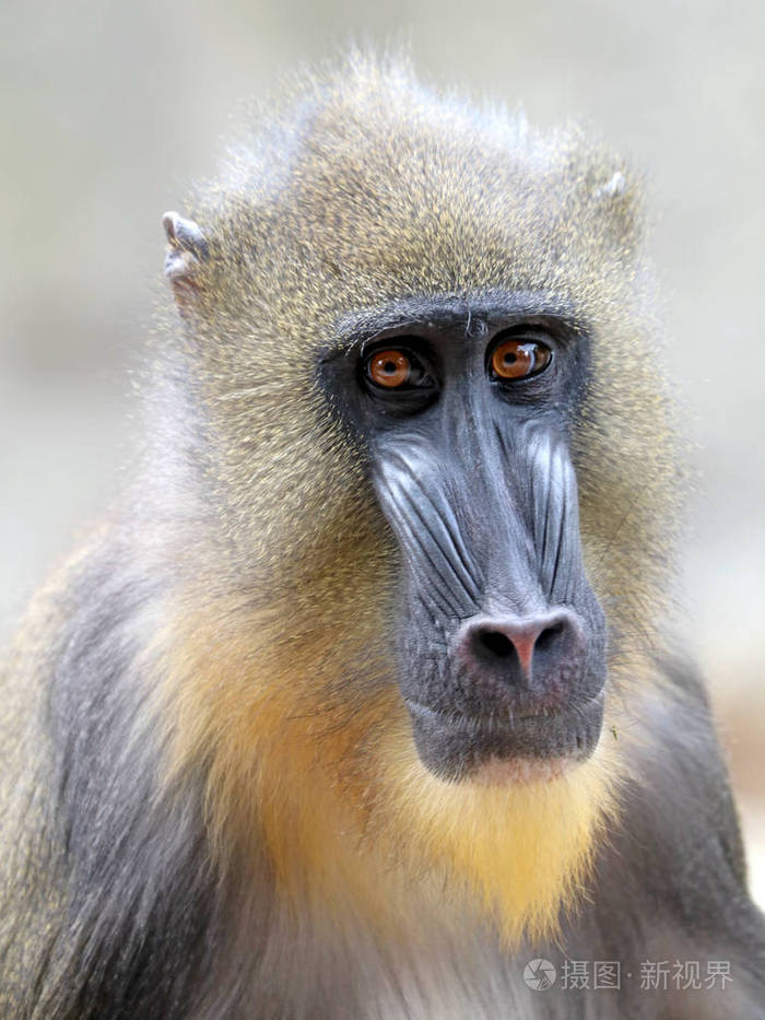 野生山魈的照片