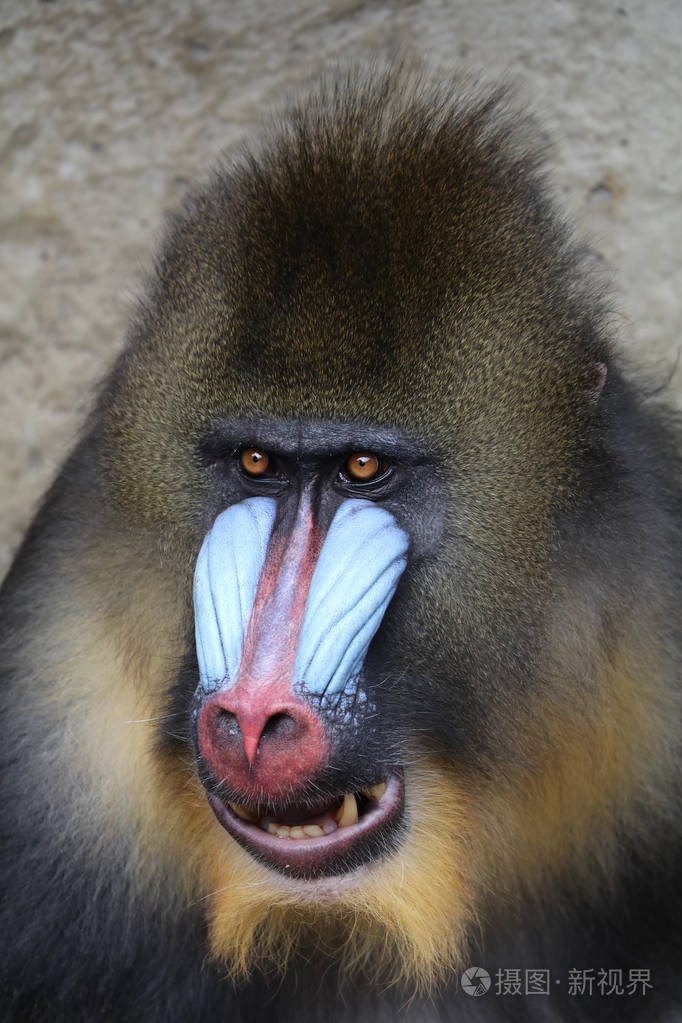 在自然野生山魈