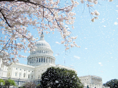 华盛顿国会大厦的 2010 年 4 月的樱花雨