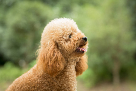 在绿草如茵的球场上的玩具贵宾犬