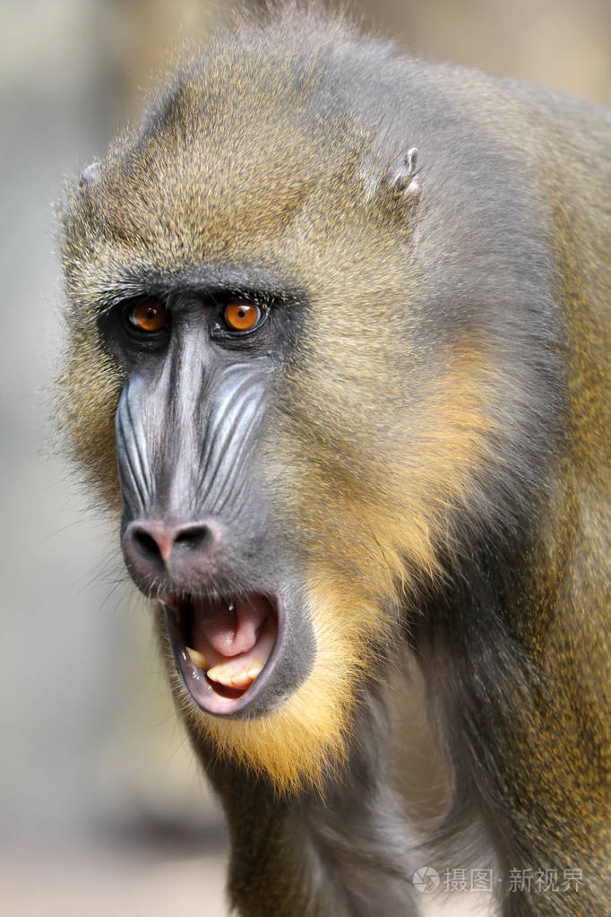 在自然野生山魈