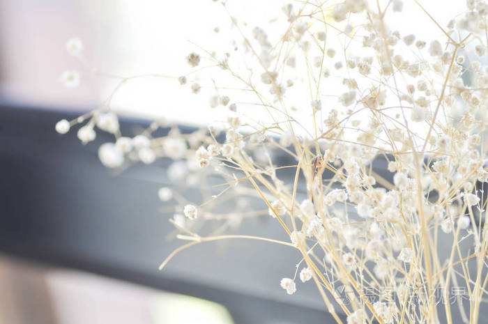 满天星花在模糊背景下