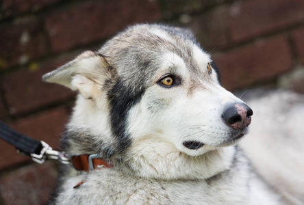 领先的眼睛美丽沙哑狼狗,有着黄色的眼睛,美丽的毛皮大衣,对铅照片
