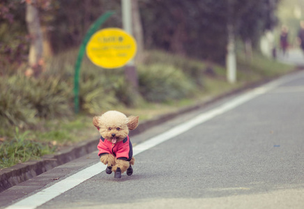 在公园里玩的玩具贵宾犬