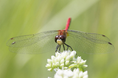 上一朵白花藏红花翅 Meadowhawk