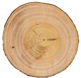 白色的树干纹理图片