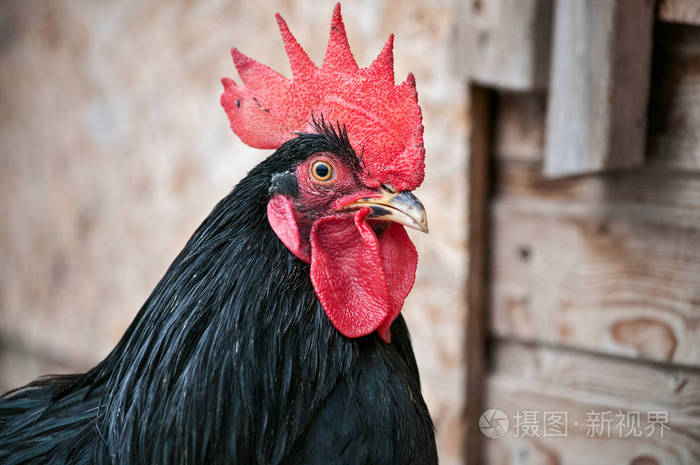 黑公鸡