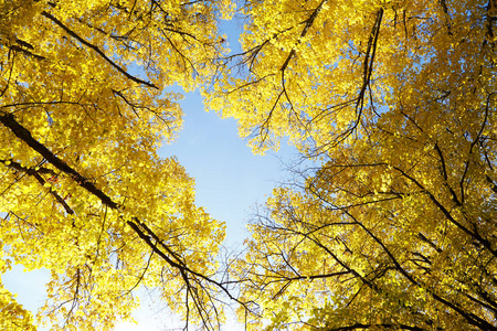 黄色秋天树梢