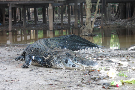 鳄鱼的大草原图片
