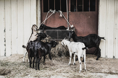 黑色和白色羊在吃草，在农场里