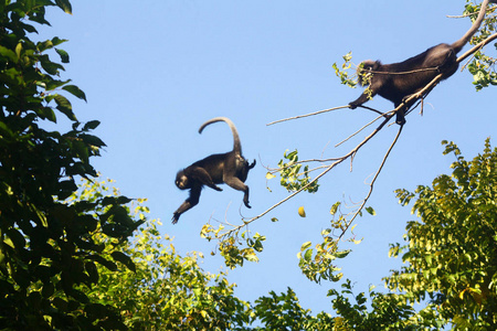 叶猴子从树上跳下来图片