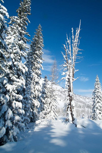 美丽的冬天风景与雪覆盖的树木