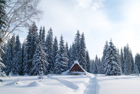 冬木房子在树林里