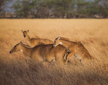 Nilgai 在野生动物