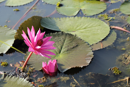 两个粉色的在池塘里，在水中的睡莲或莲花花朵和