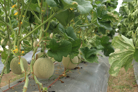 哈密瓜干甜瓜或哈密瓜水果植物温室有机农场照片