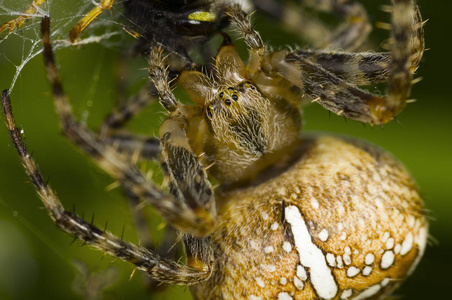 交叉的蜘蛛咬了一只黄蜂照片