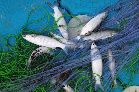 在渔夫的渔网鱼照片