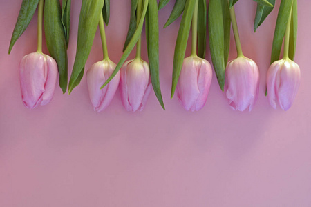 木空的复制空间背景与新鲜的粉红色春天郁金香在一条线