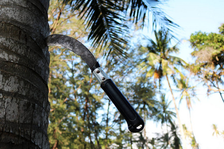 困在椰子树上的大片刀