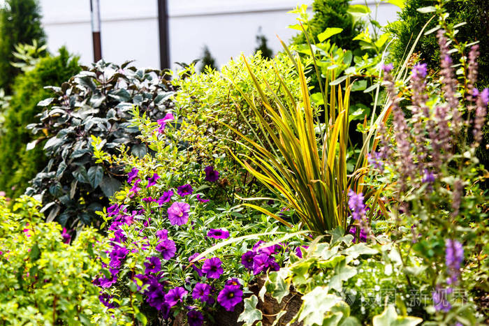 紫色矮牵牛花生长在花坛上