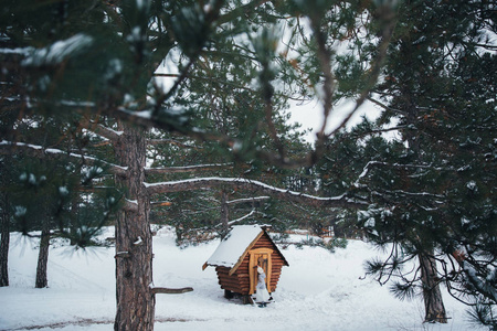 雪夜树林里的小屋图片