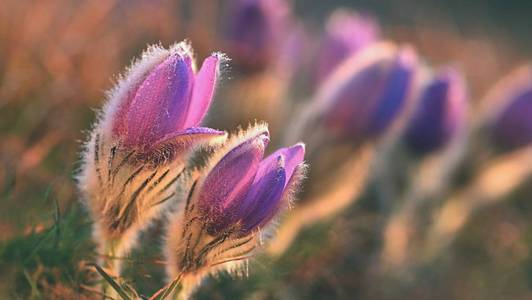 春天的季节。 美丽的紫色花朵在阳光下绽放