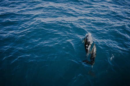 海豚在水中