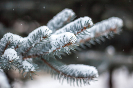 大雪覆盖的松树树枝关门