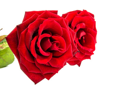 红玫瑰头花隔绝在白色背景缺口