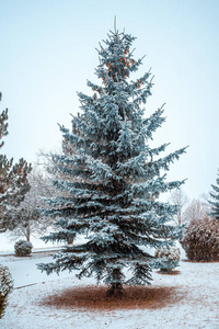 雪景上的杉木, 冬天