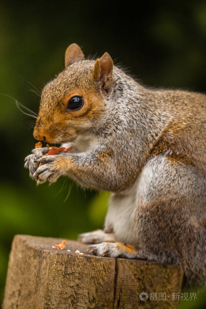 松鼠吃坚果