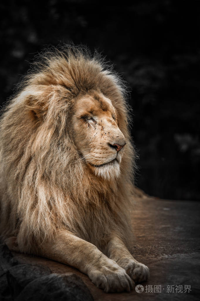 骄傲的狮子肖像