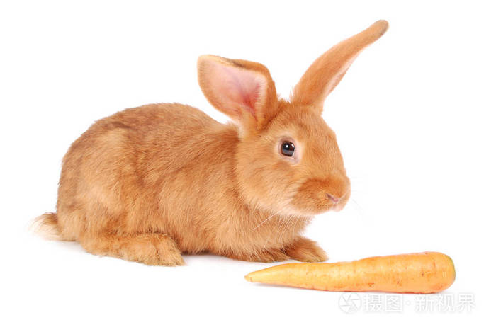 橘黄色小兔吃胡萝卜