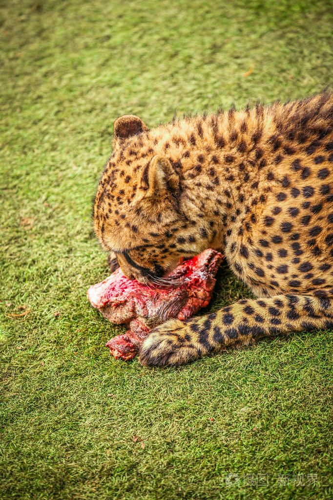 猎豹吃肉