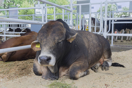 她的孩子有困难睡觉所以母亲让他一些温暖的牛奶可爱的小牛睡在绿色的