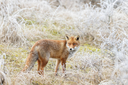 红狐狸穿过雪地