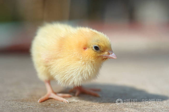 新生儿的黄色小鸡黄色的小鸡和鸡蛋贝壳木制表面上