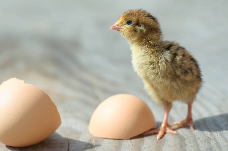 搞笑小鸡从蛋孵出来照片