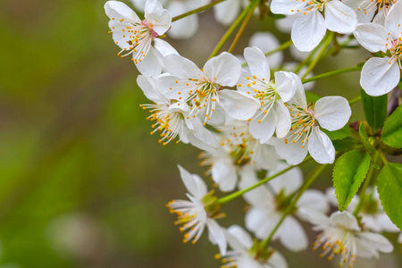 特写白樱桃花