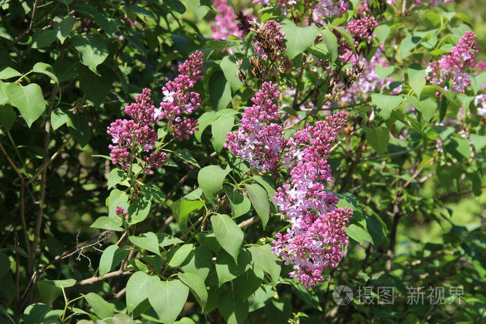 在树叶的包围下生长着一系列的洋红色丁香