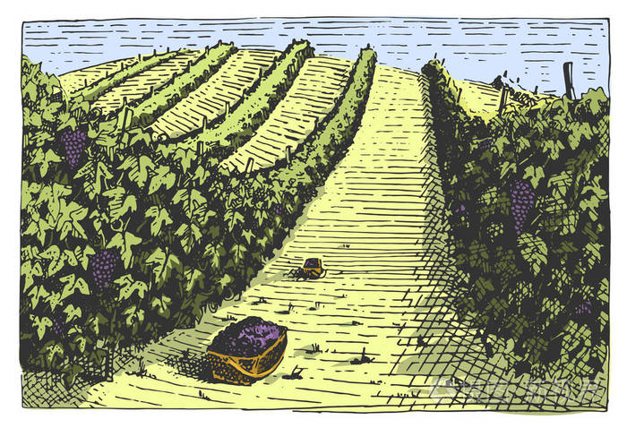 复古刻,手绘葡萄园景观,tuskany 字段,老看底板或 tatooo 风格