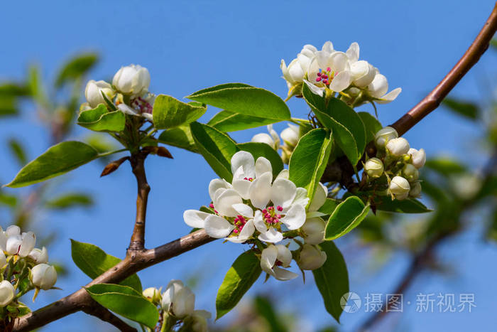 一朵盛开的蓝蓝的天空背景上特写苹果枝