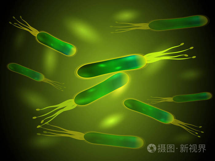 幽门螺杆菌.矢量