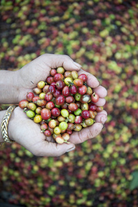 在泰国的咖啡种植园