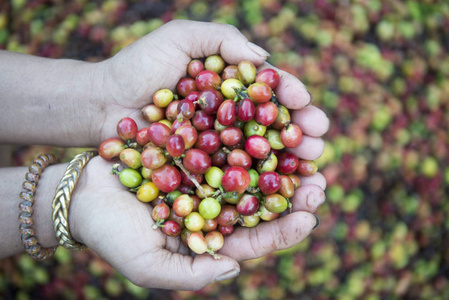 在泰国的咖啡种植园