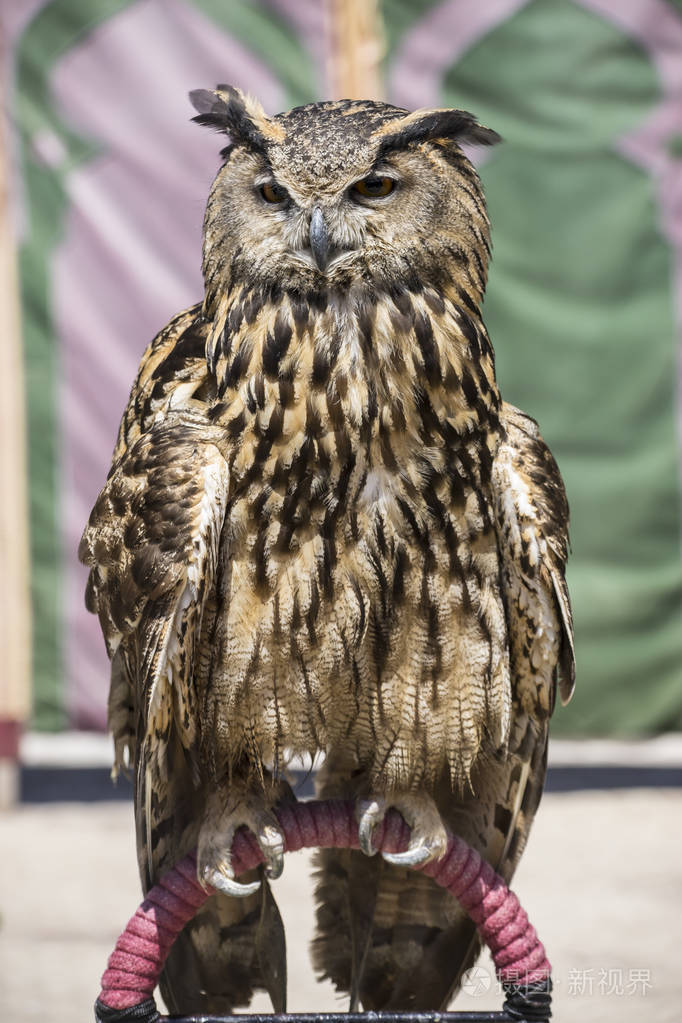 美丽的猫头鹰羽毛的朴实的颜色