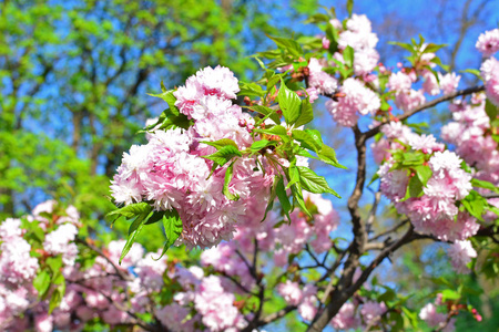 樱桃树，樱花盛开在翠绿的树枝和天空，早春粉色花朵软背景